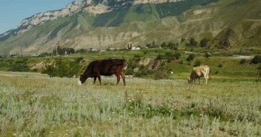 İnekler tepelerin eteklerinde ve kayalık dağlarda otlar.