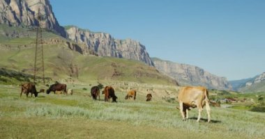 İnekler tepelerin eteklerinde ve kayalık dağlarda otlar.