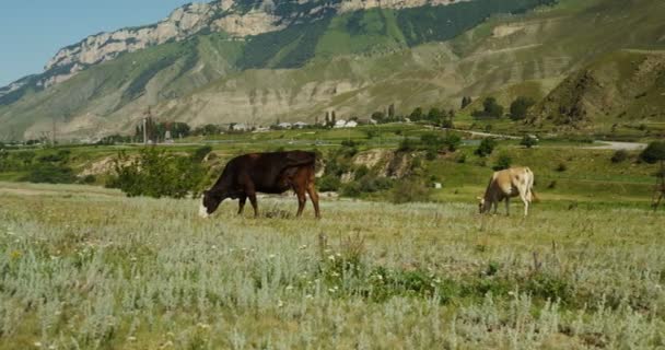 Корови пасуться в пасовищі біля підніжжя пагорбів і скелястих гір — стокове відео