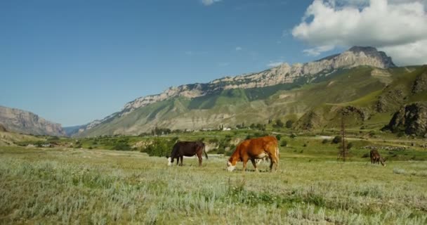 Las vacas pastan en un pasto al pie de colinas y montañas rocosas — Vídeo de stock