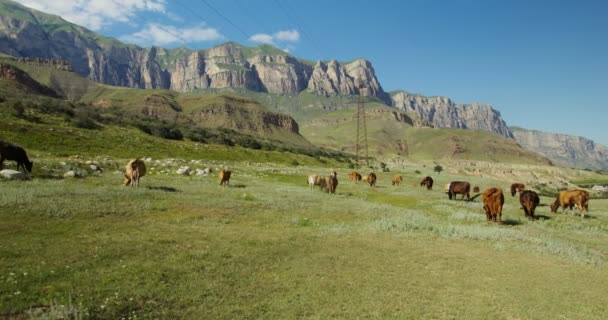 As vacas pastam em um pasto a pé de colinas e montanhas rochosas — Vídeo de Stock