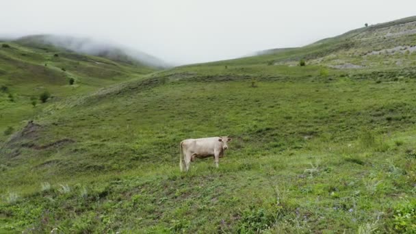Корови пасуться в гірській долині на пагорбах, покритих зеленою рослинністю — стокове відео