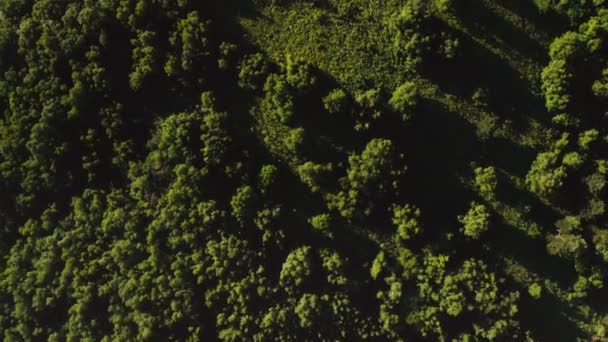 Вид сверху на густой зеленый лес с маленькими лужайками, купающимися в солнечном свете — стоковое видео
