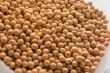 Soya fasulyesini kapat, kuru soya fasulyesi.