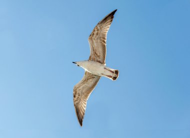 Mavi gökyüzü arka planda uçan martı