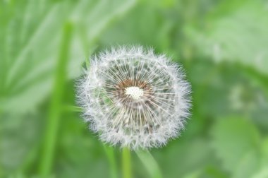 Yeşil arka planda karahindiba tohumları