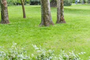 Parkta ağaçlar olan yeşil çimenler