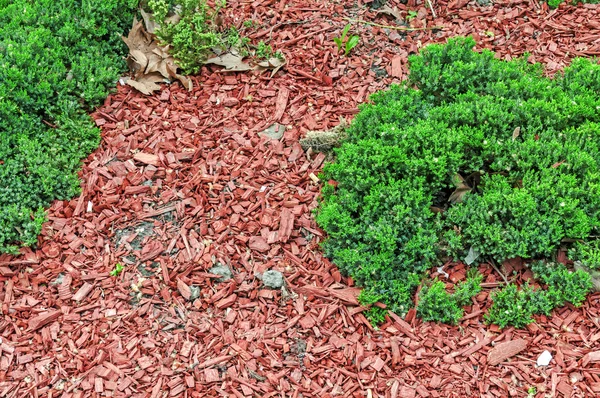 緑の松と赤い木製地殻 — ストック写真