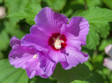 Yeşil Bush güzel mor çiçek