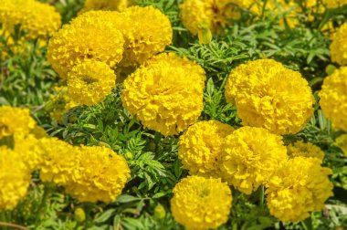 Sarı calendula çiçek arka plan