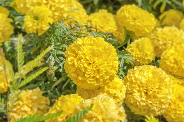 Fleur de calendula jaune Fermer — Photo