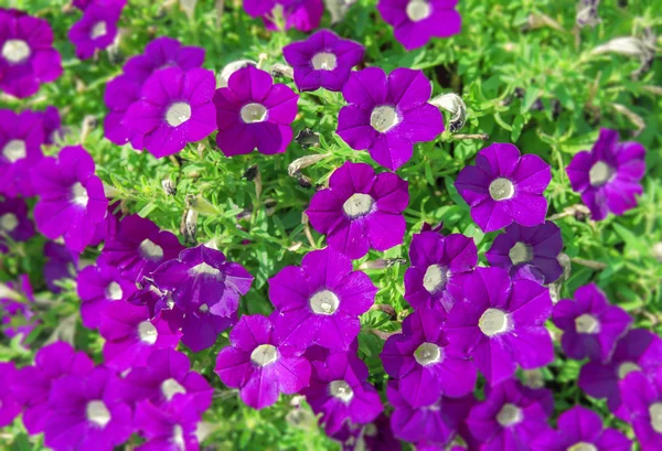 Violette Blüten in wilder Natur — Stockfoto