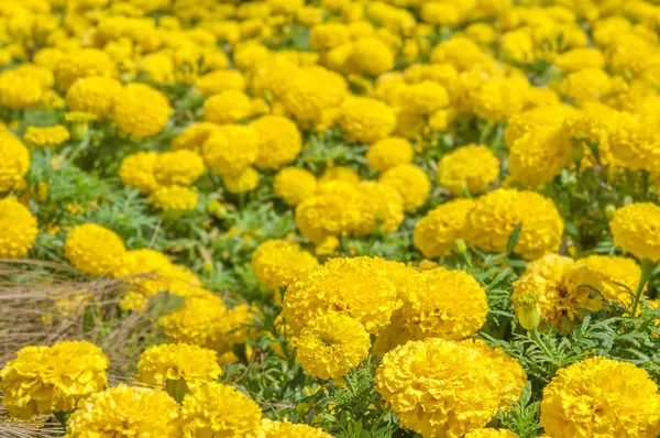 Fond de fleur de calendula jaune — Photo