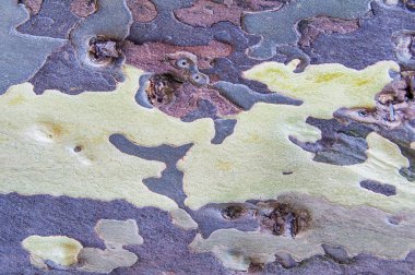 Arkaplanda ağaç kabuğu