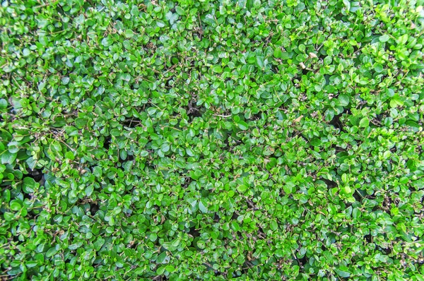 Verde hojas pared valla fondo —  Fotos de Stock
