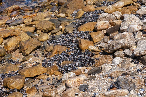 Conchiglie di vongole e ostriche sulla spiaggia di pietra — Foto Stock
