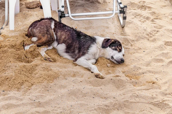 Fauler Hund entspannt sich und schläft am Sandstrand — Stockfoto