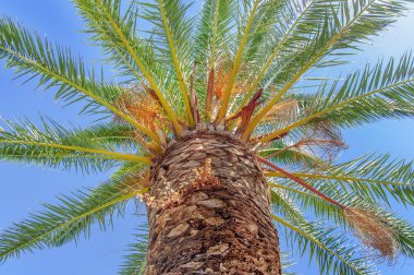 Büyük yeşil palmiye ağacı mavi gökyüzü ile kapatmak