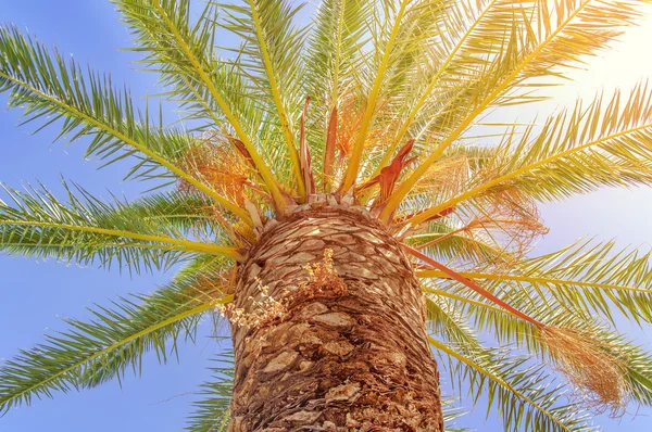 Большая зеленая пальма с голубым небом и палящим солнцем — стоковое фото