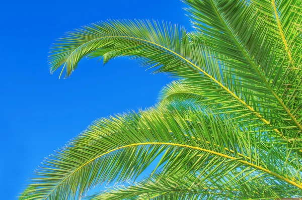 Большой пальмовый лист на фоне неба — стоковое фото