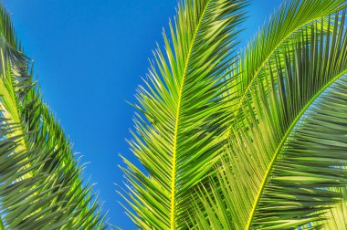 Palmiye yaprağı gökyüzü arka plan ile kapatmak