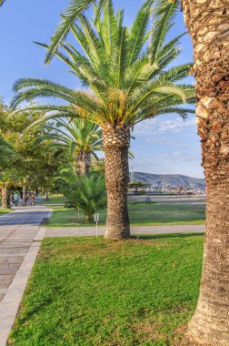 Palmiye ağacı beach promenade arka plan ile kapatmak