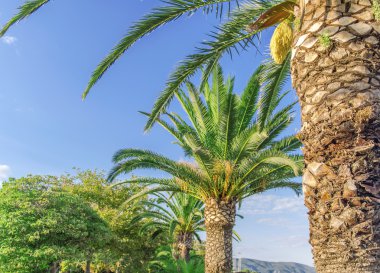 Palmiye ağacı gökyüzü arka plan ile kapatmak