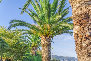 Palmiye ağacı gökyüzü arka plan ile kapatmak