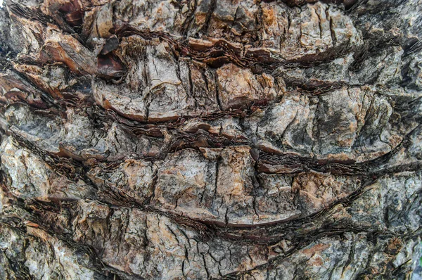 Palm bark textur natur bakgrund — Stockfoto