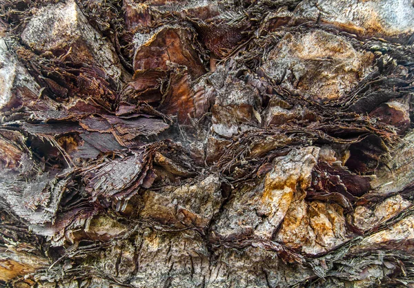 Palmiye ağaç kabuğu doku doğa arka plan — Stok fotoğraf