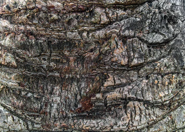 Palmenrinde Textur Natur Hintergrund — Stockfoto