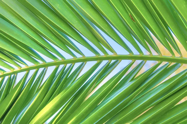 Palm leaf close up