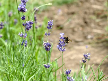 Bumble bee lavanta çiçek