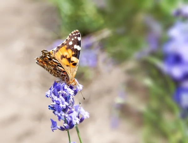 Butterfly on blooming lavender flower — Stock Photo, Image