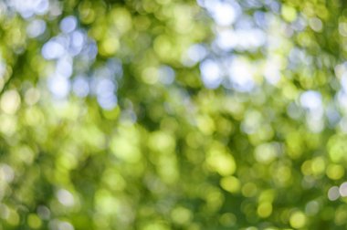 Sarı bokeh arka ışık plan, orman bokeh