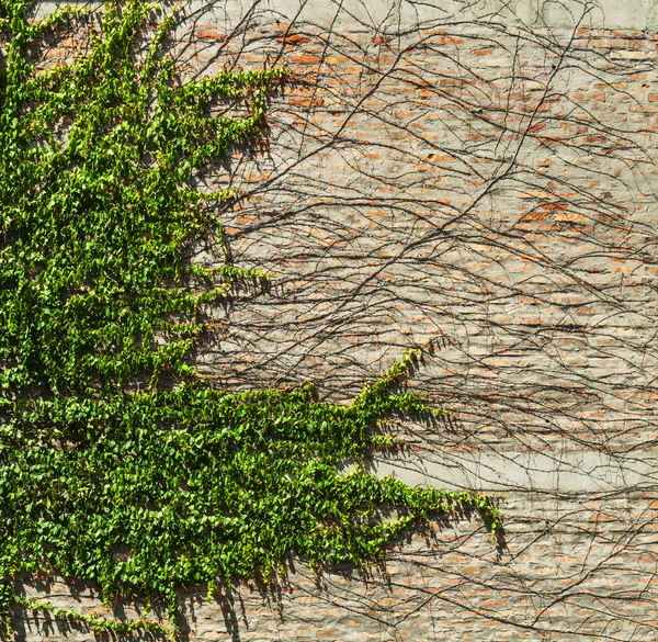 Creeper edera verde su muro di cemento mattone — Foto Stock