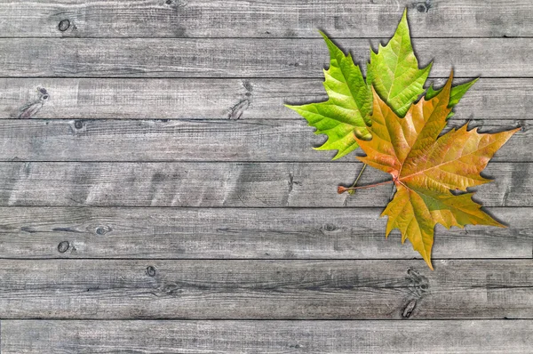 Ahşap tahta zemin üzerine yeşil ve sarı yaprak — Stok fotoğraf
