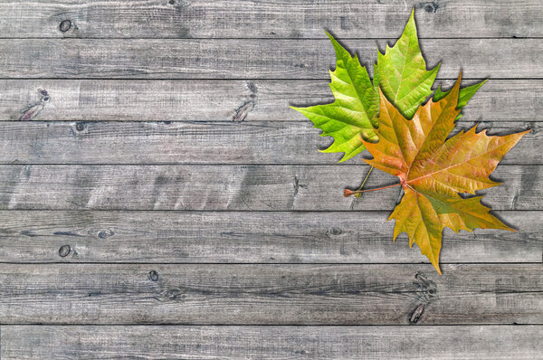 Green and yellow leaf on wooden board background