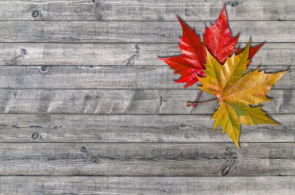木の板の背景に赤や黄色の葉 — ストック写真