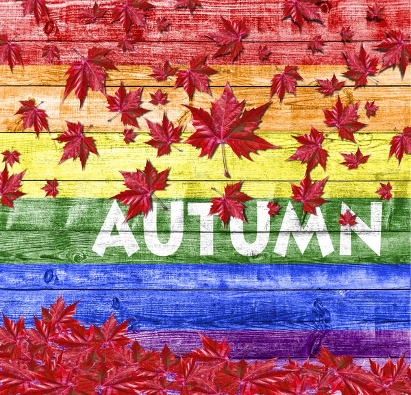 Outono e vermelho caem folhas isoladas no fundo da bandeira LGBT — Fotografia de Stock