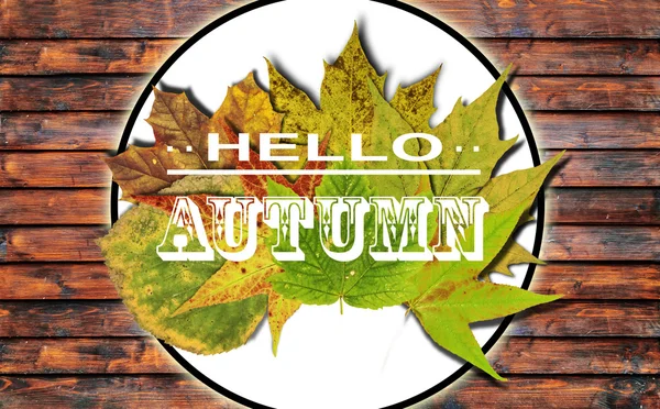 Hello Autumn background with colored leaves on wooden board — Stock Photo, Image