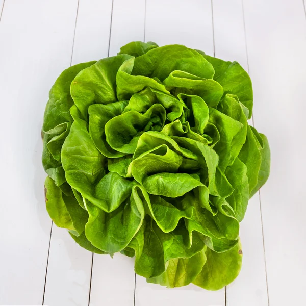 Butterhead salad isolated on white table — Stock Photo, Image