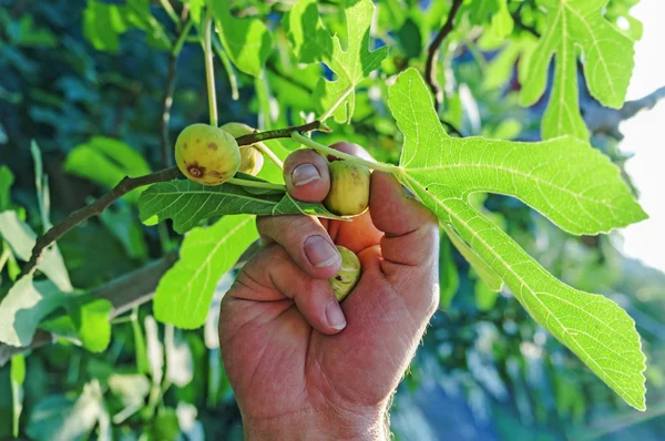 Фермер збирає зелені інжирні фрукти на гілках з зеленим листям — стокове фото
