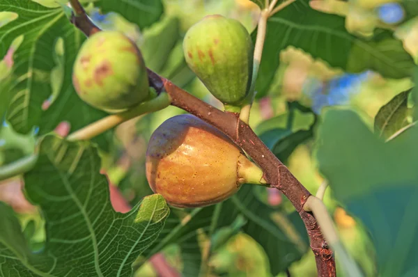 Зелені інжирні фрукти на гілках з зеленим листям — стокове фото