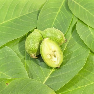 Arka plan bir yeşil ceviz kesilmiş ve yaslanmış iki bütün ceviz yaprakları