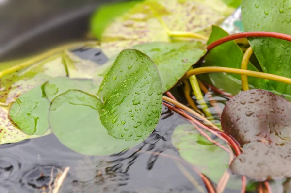 Water lily or lotus on water — Stock Photo, Image