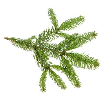 Beyaz arka plan üzerinde Noel ağacı dalları