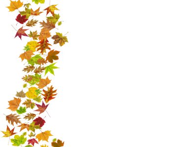 Sonbahar Çiçek Arkaplanı