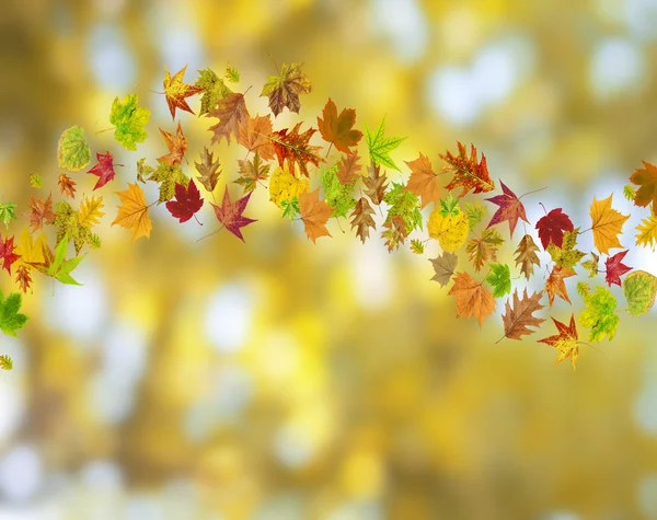 秋の花の背景 — ストック写真