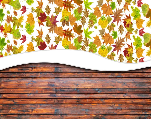 秋の花の背景 — ストック写真